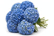 Next Day Delivery - HYDRANGEA BLUE SELECT 60cm 18cm - Blue - 40 Stems [LIMITED]
