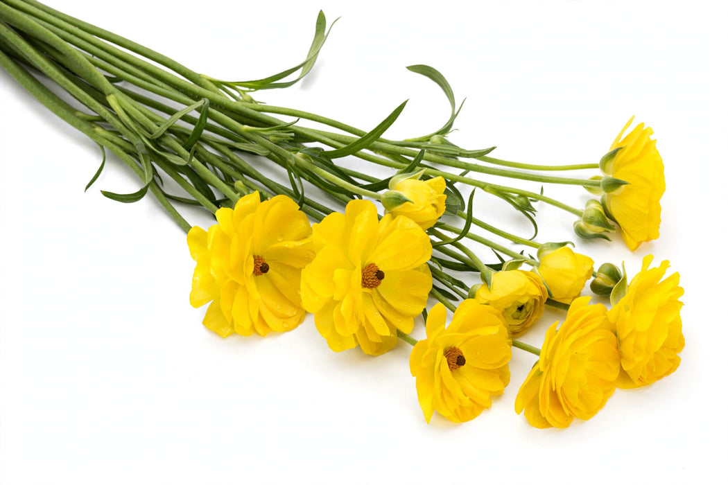 Ranunculus Flower Collection - Butterfly Ranunculus Phytalos Yellow 40-50CM (120 STEMS / BX)