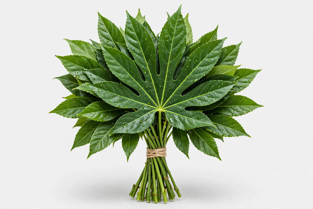 Aralia Green Lg - 30 Bunches/Box