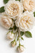Next Day Delivery - ROSE CREME DE LA CREME 60cm 5,5cm 25st - Cream - 100 Stems [LIMITED]