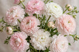 Ranunculus Flower Collection - Butterfly Ranunculus Assorted 30 Ariadne + 20 Eris + 30 Graces + 10 Litai + 20 Minoan + 10 Mussa 50-60CM (120 STEMS / BX)