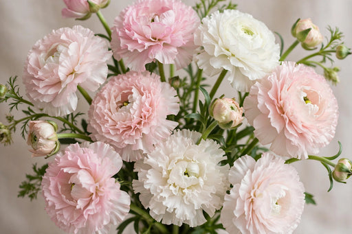 Ranunculus Flower Collection - Butterfly Ranunculus Assorted 30 Ariadne + 20 Eris + 30 Graces + 10 Litai + 20 Minoan + 10 Mussa 50-60CM (120 STEMS / BX)
