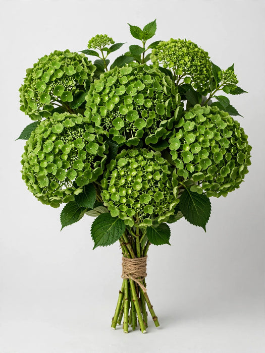 Hydrangea Emerald Green - 40 Stems/Box
