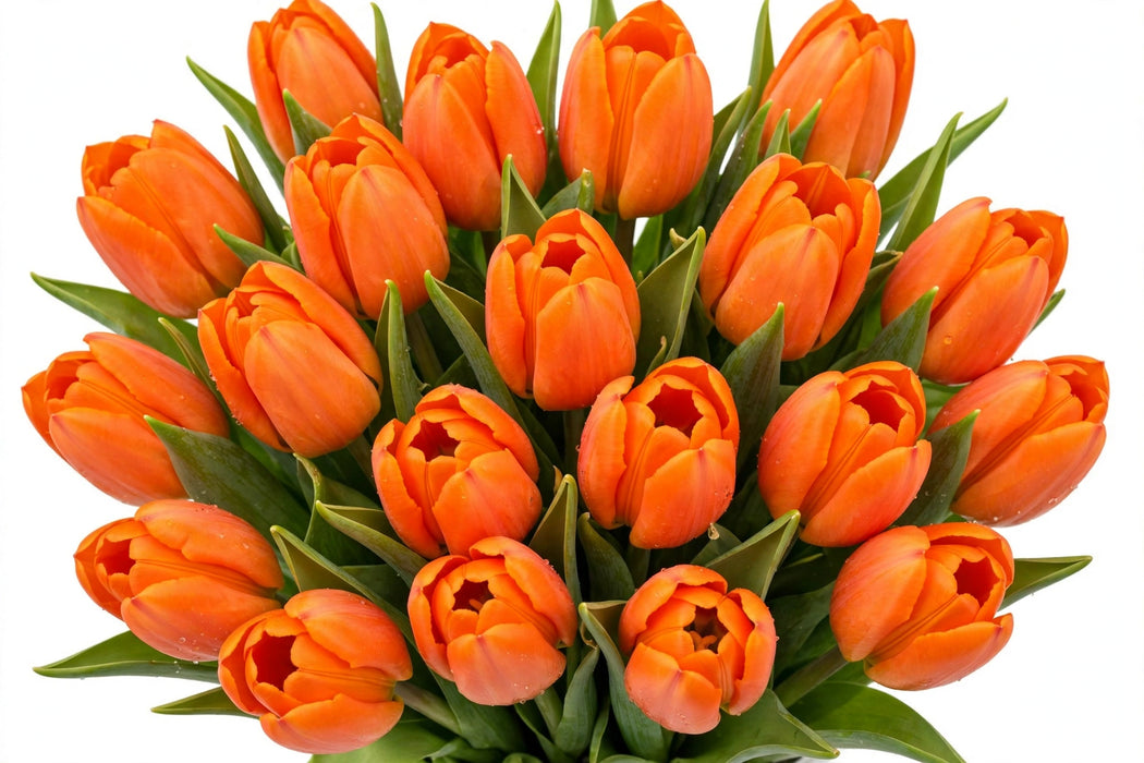 Tulip Collective - Orange Juice 40Cm 40Gram - Orange - 150 Stems