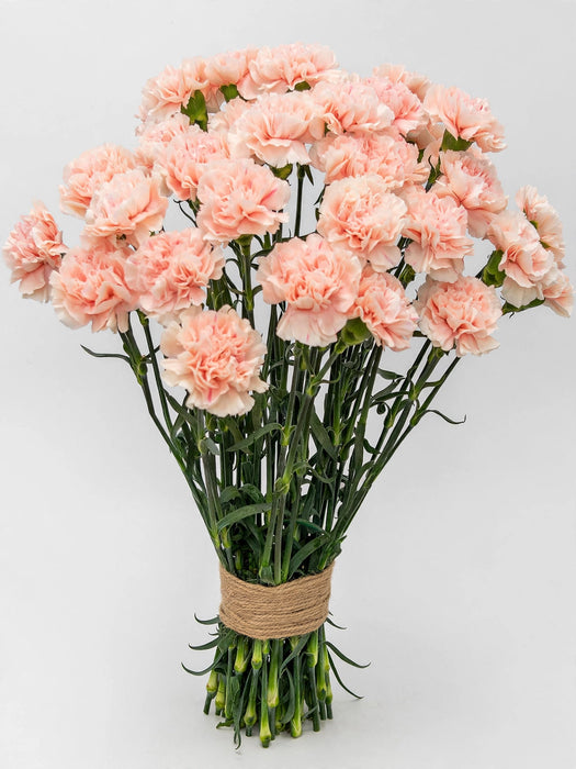 Carnation Pink Doncel - 250 Stems