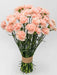 Carnation Pink Doncel - 250 Stems