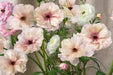 Ranunculus Flower Collection - Butterfly Ranunculus Assorted 10 Ariadne + 30 Eris +10 Graces + 50 Lycia + 20 Mussa 40-50CM (120 STEMS / BX)