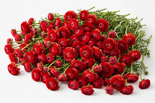 The Ranunculus Collection - Romance Ranunculus Get Lucky Red 30-40CM (100 STEMS / BX)
