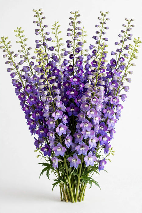 Next Day Delivery - DELPHINIUM EL DEWI LADY 100cm 5st - Purple - 60 Stems [LIMITED]