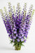 Next Day Delivery - DELPHINIUM EL DEWI LADY 100cm 5st - Purple - 60 Stems [LIMITED]