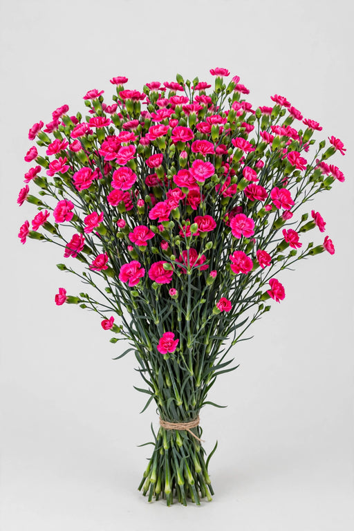 Mini Carnation Hot Pink Pigeon - 15 Bunches
