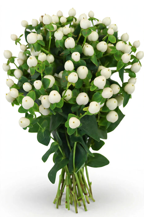Next Day Delivery - HYPERICUM COCO UNO 70cm 10st - White - 60 Stems [LIMITED]