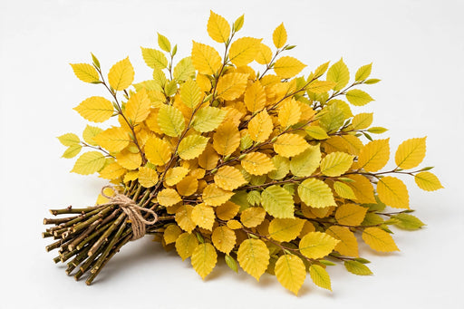 Copper Beech Yellow - 30 Bunches/Box