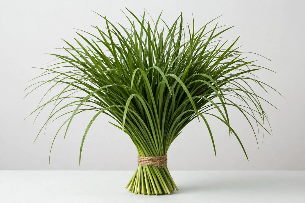 Lily Grass - 25 Bunches/Box