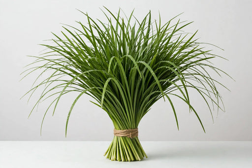 Lily Grass - 25 Bunches/Box