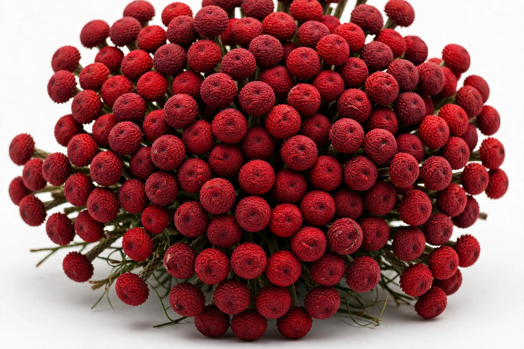 Next Day Delivery - BRUNIA RED 40cm 10st - Red - 150 Stems [LIMITED]