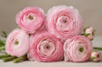 Ranunculus Flower Collection - Romance Ranunculus Seine Pink 30-40CM (120 STEMS / BX)
