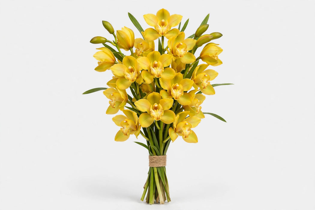 8-11bl. Cymb. Yellow 60cm - 10 Stems/Box