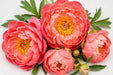 Next Day Delivery - Peonies Coral Charm 50-60CM 60ST