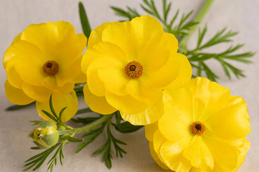 Ranunculus Flower Collection - Butterfly Ranunculus Phytalos Yellow 50-60CM (120 STEMS / BX)