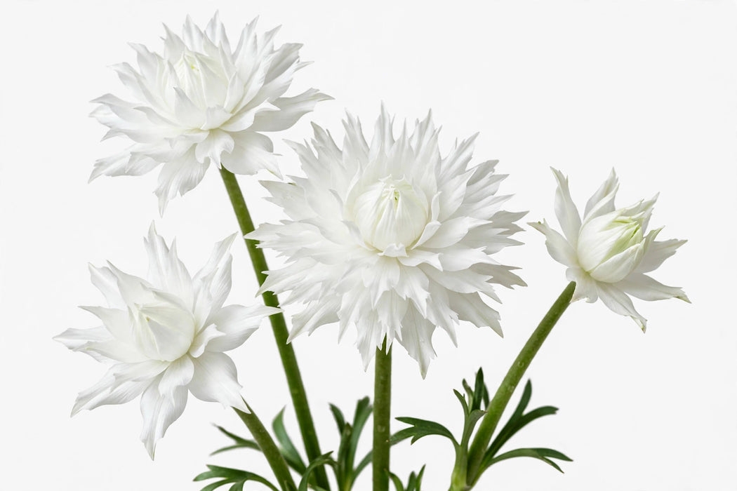 Ranunculus Flower Collection - Butterfly Ranunculus Graces White 60-70CM (120 STEMS / BX)