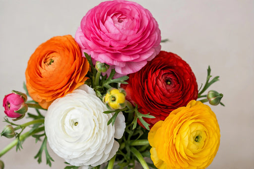Ranunculus Flower Collection - Ranunculus Assorted 30 Hot Pink 20 Orange 30 Red 10 White 30 Yellow 50-60CM (120 STEMS / BX)