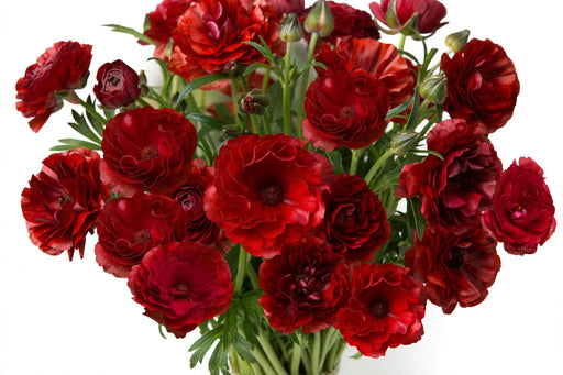 Next Day Delivery - Butterfly Ranunculus Red Hades 40-50 cm - 120 Stems [LIMITED]