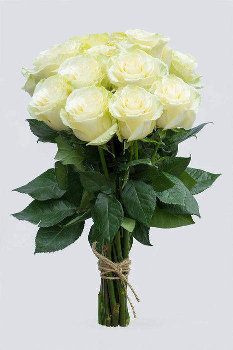 Roses Mondial 50CM 100ST/BX
