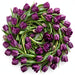 Tulip Collective - Saigon 40Cm 40Gr - Purple - 150 Stems