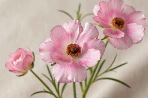 Ranunculus Flower Collection - Butterfly Ranunculus Lycia Pink 50-60CM (120 STEMS / BX)