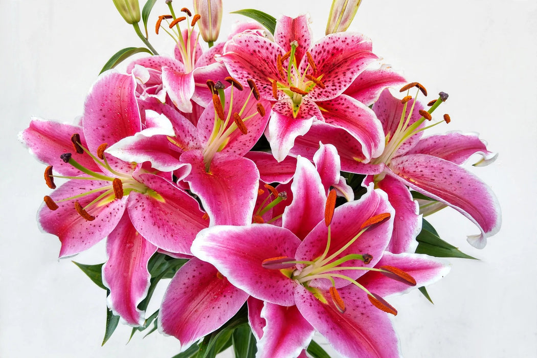 Next Day Delivery - LILY OR STARFIGHTER 3+ 70cm 10st X60 - Hot Pink - 60 Stems [LIMITED]