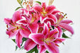 Next Day Delivery - LILY OR STARFIGHTER 3+ 70cm 10st X60 - Hot Pink - 60 Stems [LIMITED]