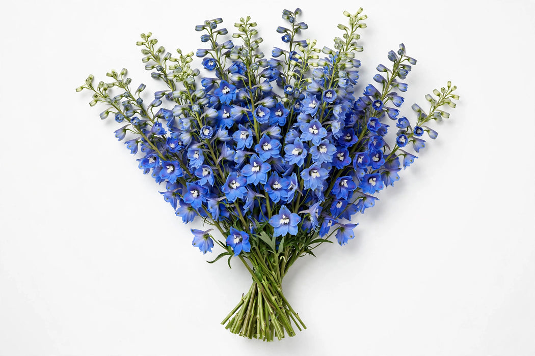 Next Day Delivery - DELPHINIUM EL DEWI BLUE STAR 90cm 5st - Blue - 60 Stems [LIMITED]