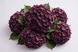 Hydrangea Classic Magical Dark Ruby Purple/burgundy 60CM 18CM - 10 Stems