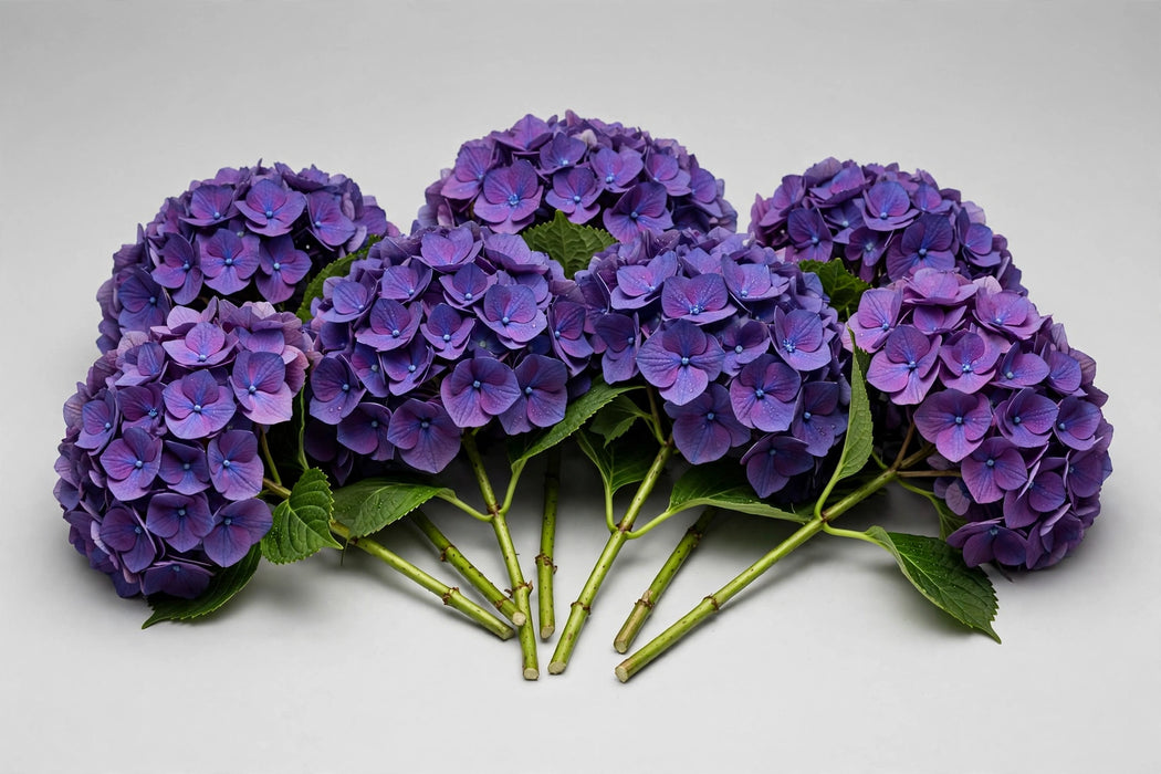 Next Day Delivery - Hydrangea Elite Purple Select 40ST/BX