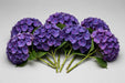 Next Day Delivery - Hydrangea Elite Purple Select 40ST/BX