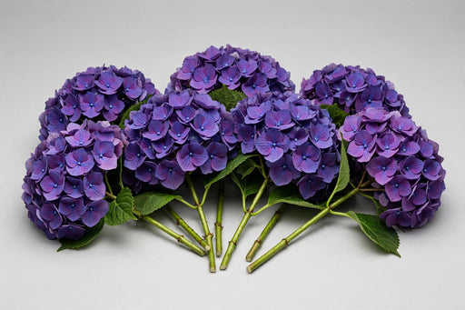 Next Day Delivery - Hydrangea Elite Purple Select 40ST/BX