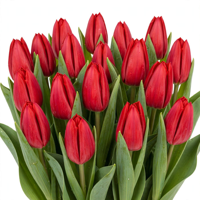 Tulip Collective - Curry 40Cm 40Gr - Red - 150 Stems