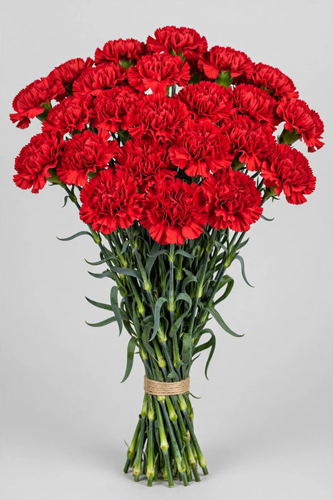 Carnation Red Gransole - 250 Stems