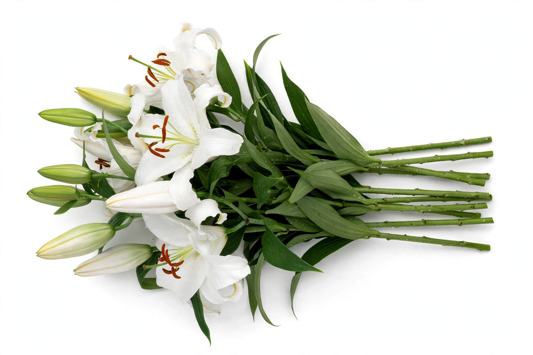 Next Day Delivery - LILY OR SIBERIA 3+ 70cm 10st - White - 60 Stems [LIMITED]