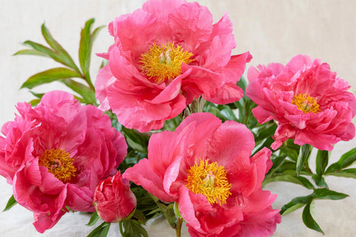 Next Day Delivery - Peonies Paula Fey Hot Pink 60ST/BX