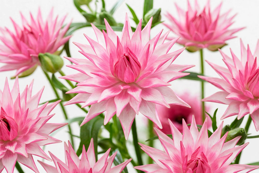 Ranunculus Flower Collection - Butterfly Ranunculus Hera Pink 40-50CM (120 STEMS / BX)