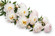 Next Day Delivery - Peonies Blush Miss America 50-60 cm - 120 Stems [LIMITED]