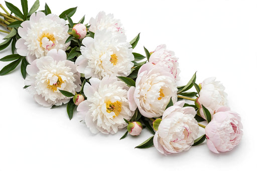 Next Day Delivery - Peonies Blush Miss America 50-60 cm - 120 Stems [LIMITED]