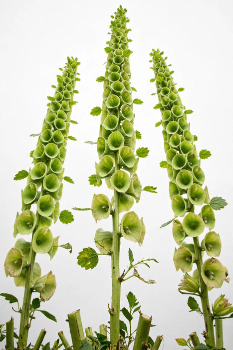 Bells Of Ireland 90cm 10BU./BX