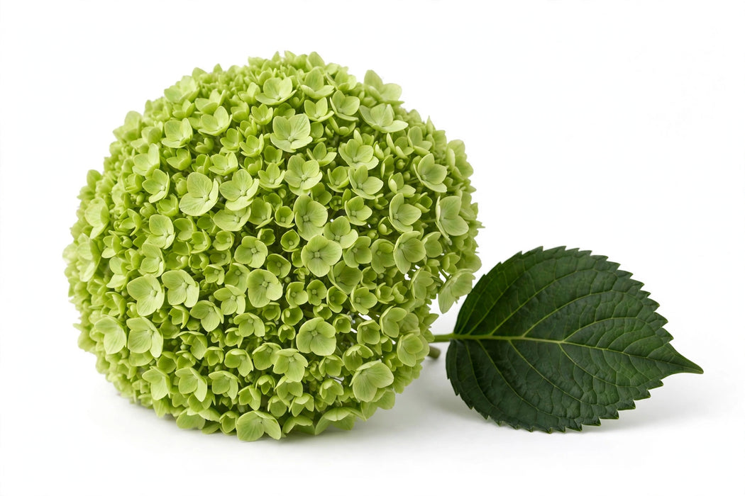 Hydrangea Classic Cannon Ball 50CM 16CM - Green - 10 Stems