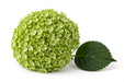 Hydrangea Classic Cannon Ball 50CM 16CM - Green - 10 Stems