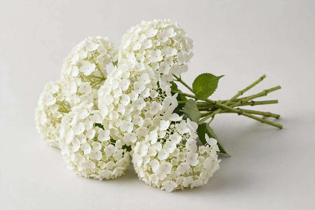 Premier Hydrangea Collection - Hydrangea White Premium 30ST/BX