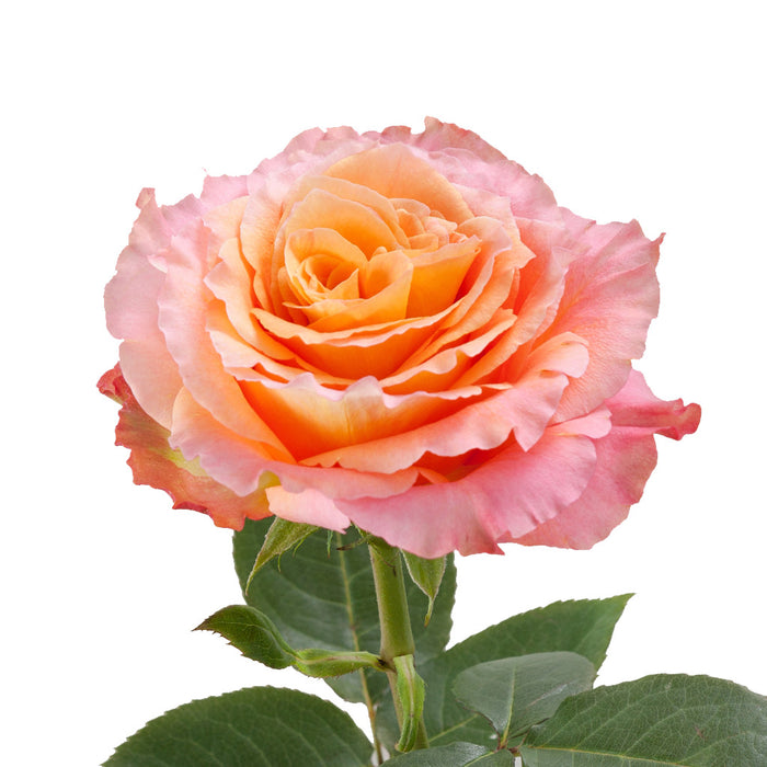 Smart Buy $2.25/Stem Farm Direct FREE SPIRIT (100 STEMS) - U.S. Delivery Coast to Coast.