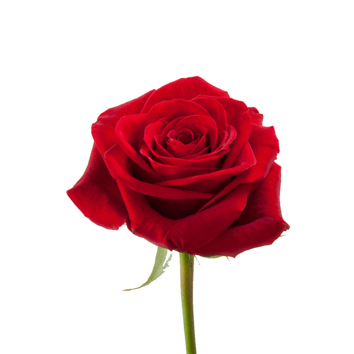 Smart Buy $2.25/Stem Farm Direct FREEDOM (100 STEMS) - U.S. Delivery Coast to Coast.